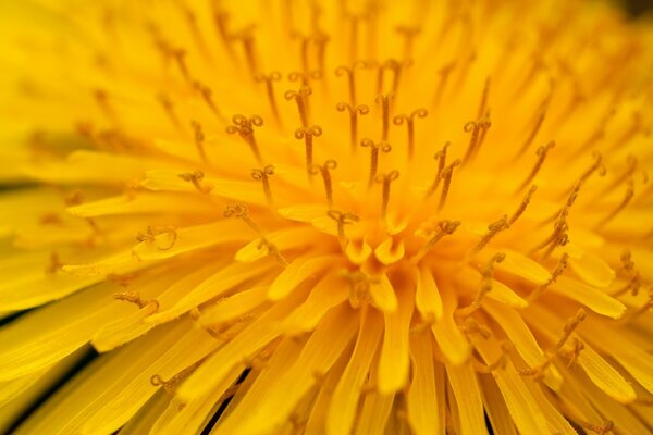 Micro-image de la fleur de pissenlit jaune