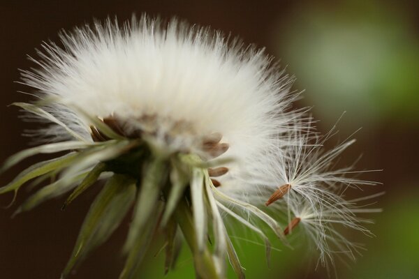 Diente de León capturado con macro