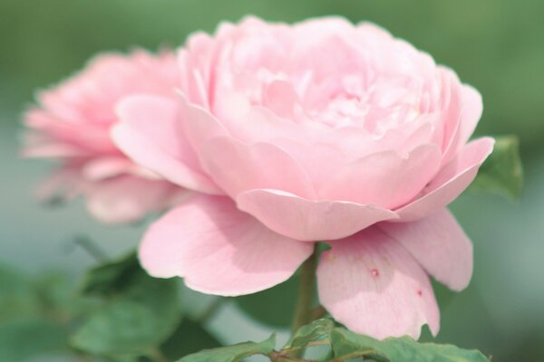 Pink petals of juicy peony