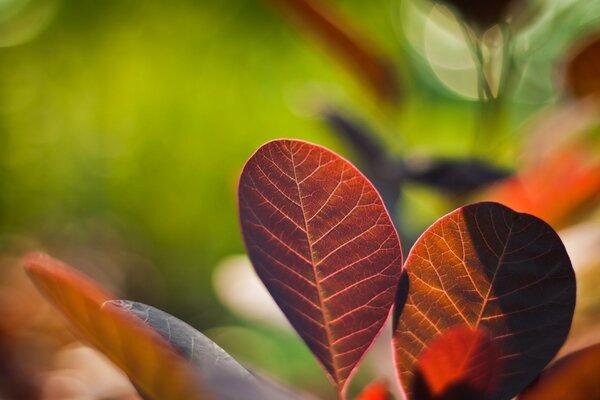 The transparent sheet is captured using macro photography