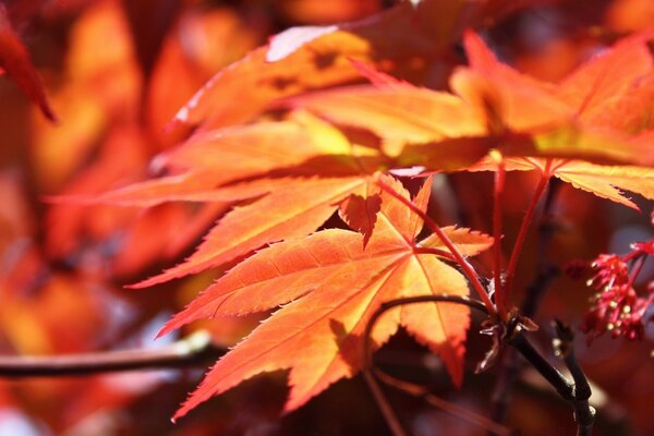 Automne feuille de coin nature