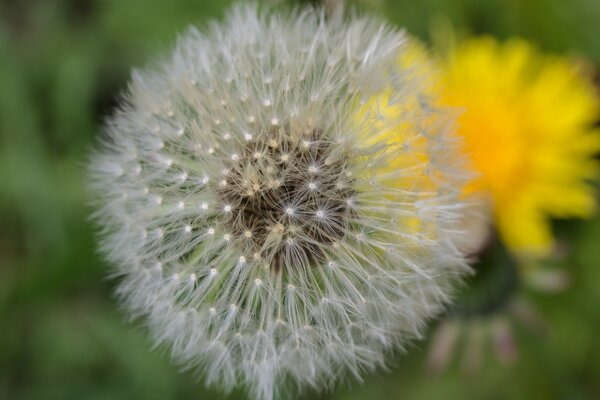 Hay hermosos dientes de León en la naturaleza