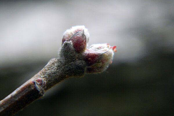 Outdoor photos of not budding buds