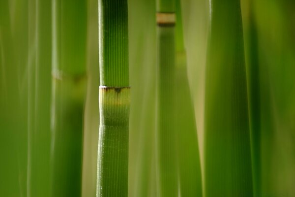 Primo piano del tronco di bambù verde