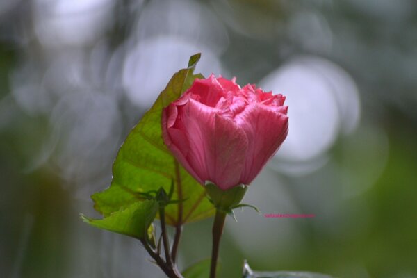 Rosa rosa em fundo cinza