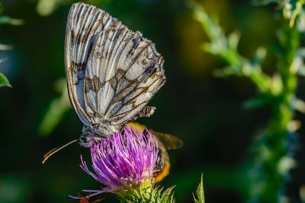 Macro photography butterfly on clover