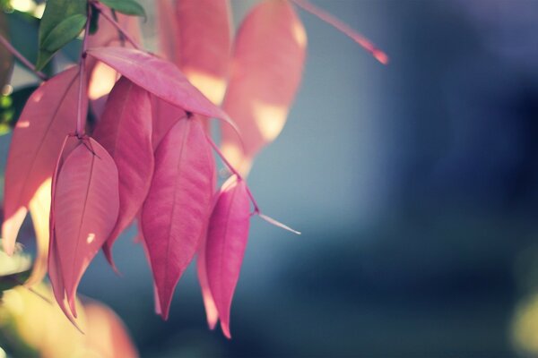 Natural leaf color flora