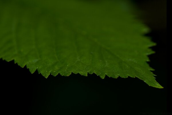 Macro photography of a green leaf on a black background