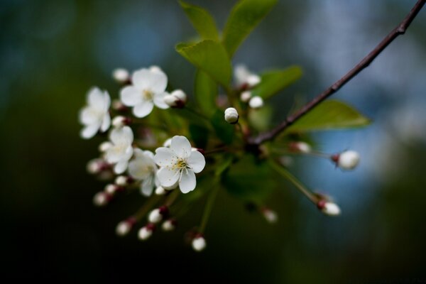 Blooming flowers on the branches of an apple tree