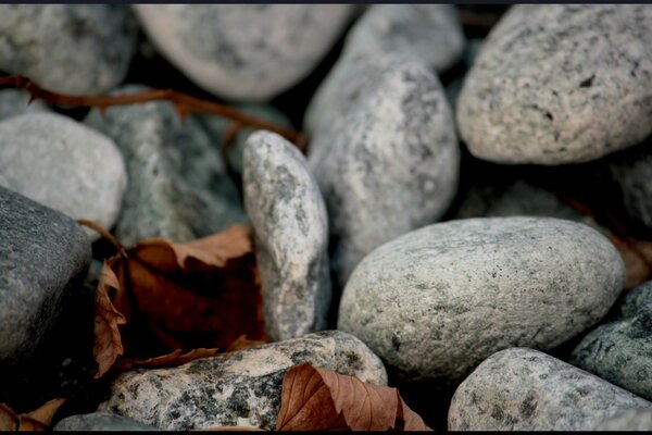 Leaves and gray stones painting