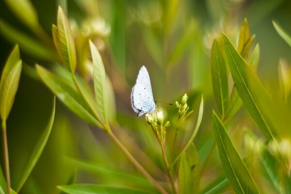 Lila Schmetterling auf grünem Blatt