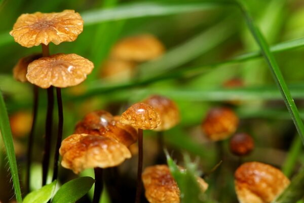 Flora. Mushrooms in the grass. Juicy greens