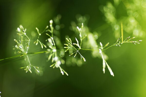 A blade of grass in close-up on a blurry background