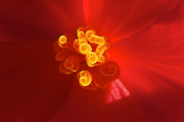 La nature vivante est capturée avec la photographie macro