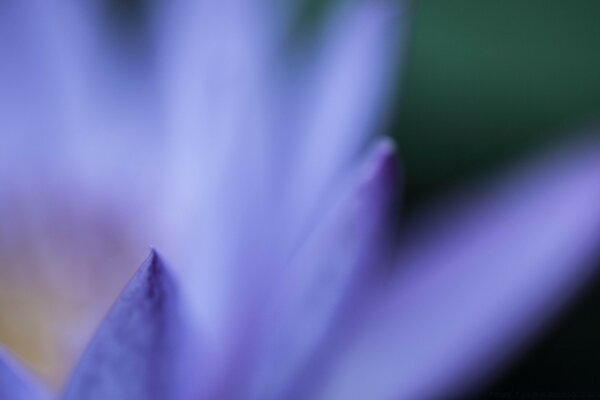 Blurred blue flower close-up