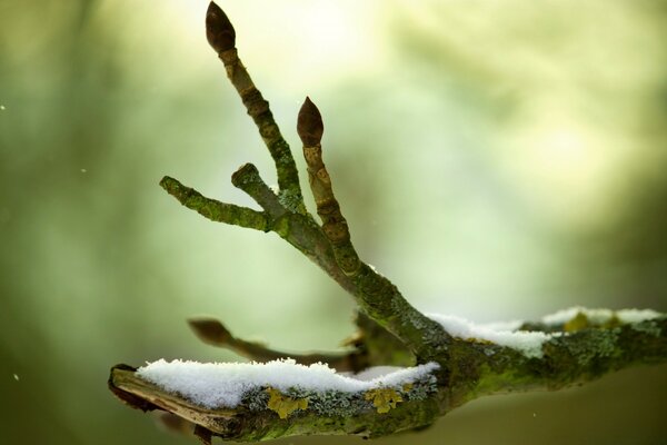 The awakening of nature from winter