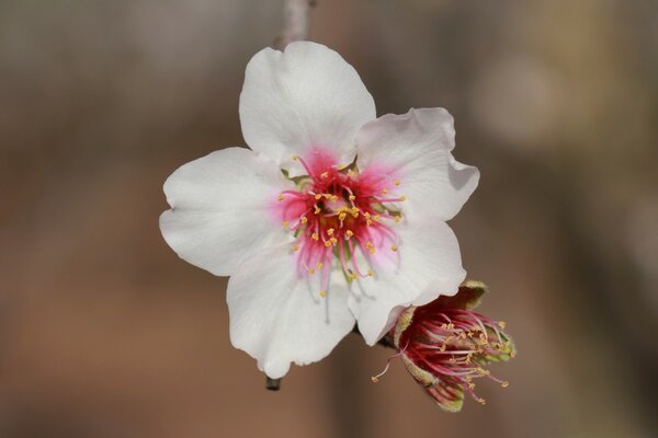 Macro fotografía árbol de flores blancas