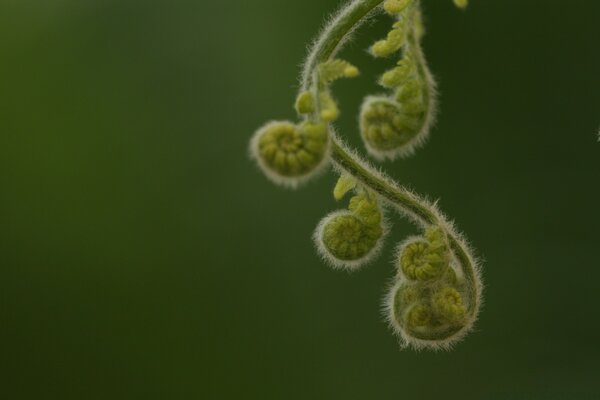 Photographie macro nature esthétique