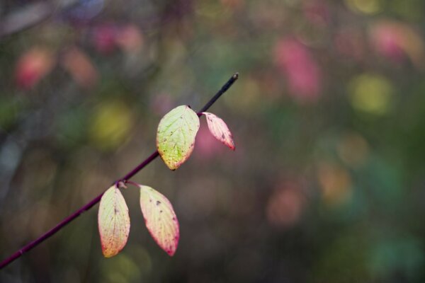 Sonbahar yaprakları olan bir dalın makro fotoğrafçılığı