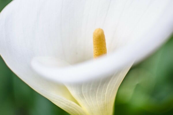 Primo piano del fiore di calla