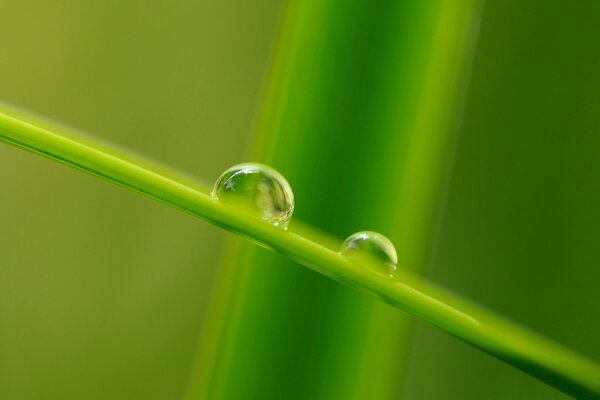 Gotas de orvalho nas folhas e caules