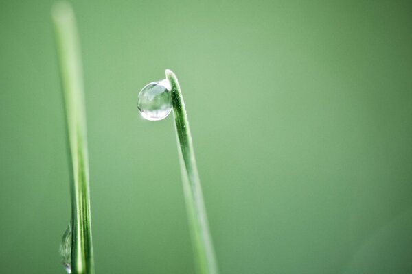 Uma gota de orvalho na natureza