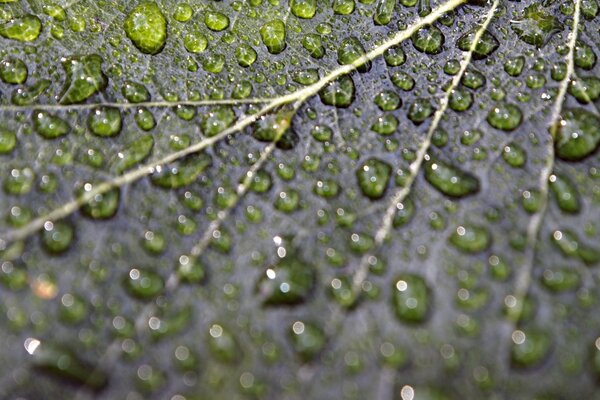 Macro de la gota después de la lluvia en la hoja