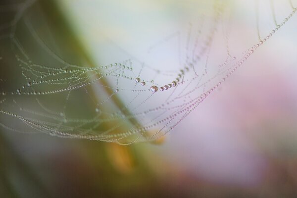 Early web on the spider cross