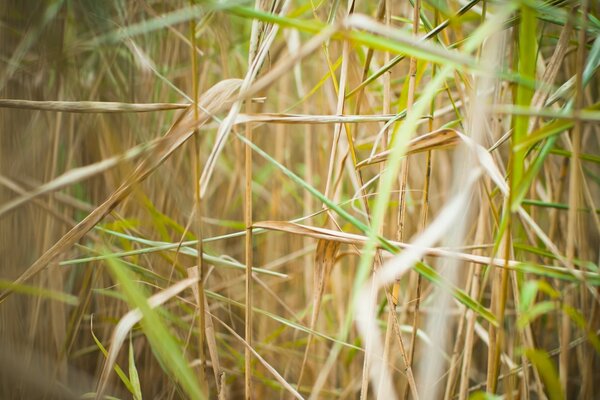 Gros plan de l herbe séchée dans la nature