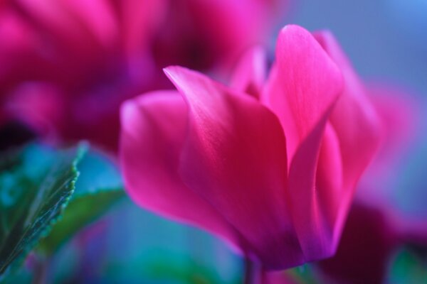 Bright pink flower petals on a green background