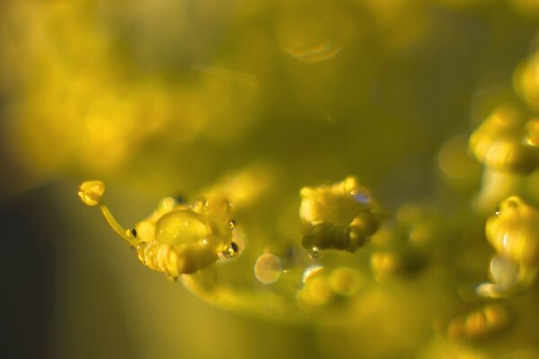 Ästhetisches Foto von Blumen im Morgengrauen