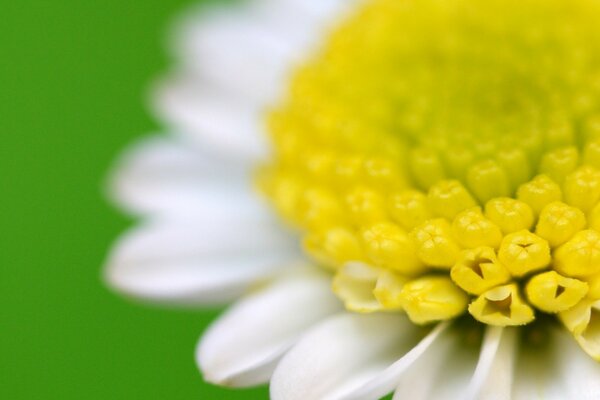 Il fiore è raffigurato in primo piano