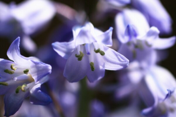 Fotografia Macro de pequenas flores lilás