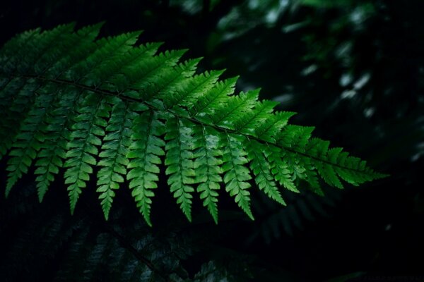 Hermosa hoja de helecho sobre un fondo oscuro