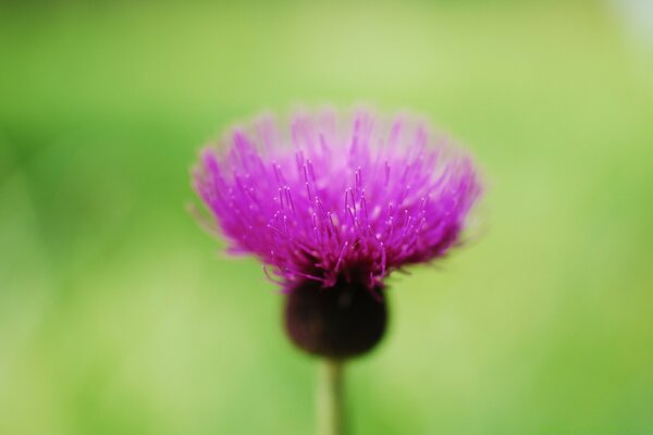 Flor roxa, capturada em macro