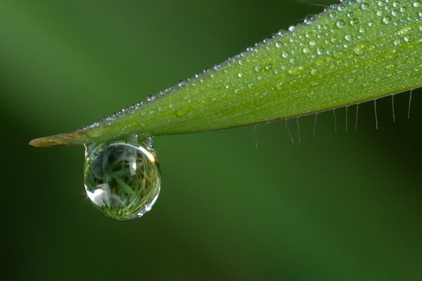 Fotografia macro queda depois da chuva