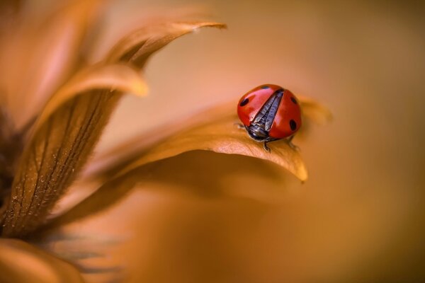 Coccinelle se prépare à décoller de la feuille