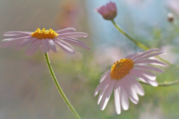 Blossoming daisies, white petals