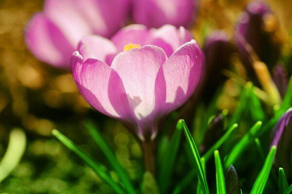 A bright flower in the green grass