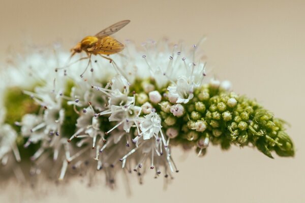 Macro d un insecte sur une fleur