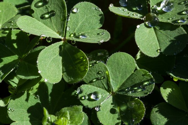 Hojas verdes en gotas de rocío