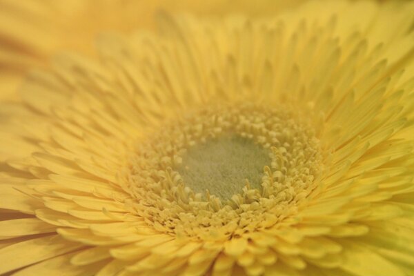 Die Mitte einer Blume ähnelt Streukörnern