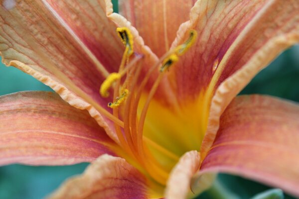 A bright flower is captured using macro photography