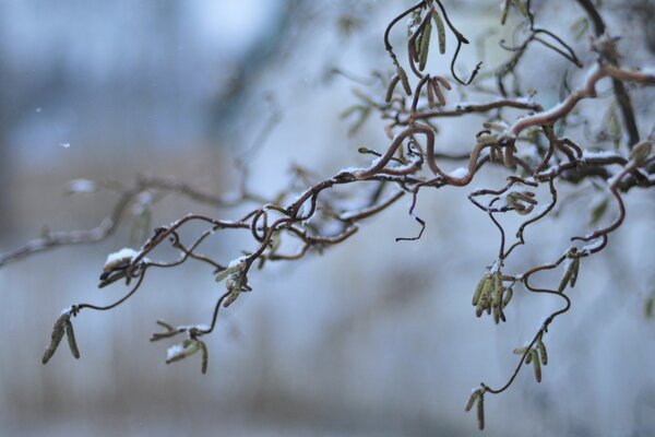 Albero naturale in inverno nevoso