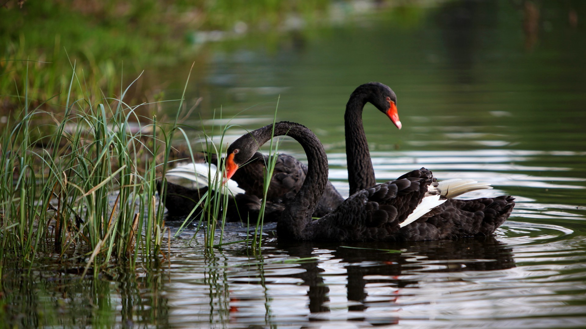 animals bird pool lake wildlife waterfowl duck water nature beak wild swan feather swimming outdoors