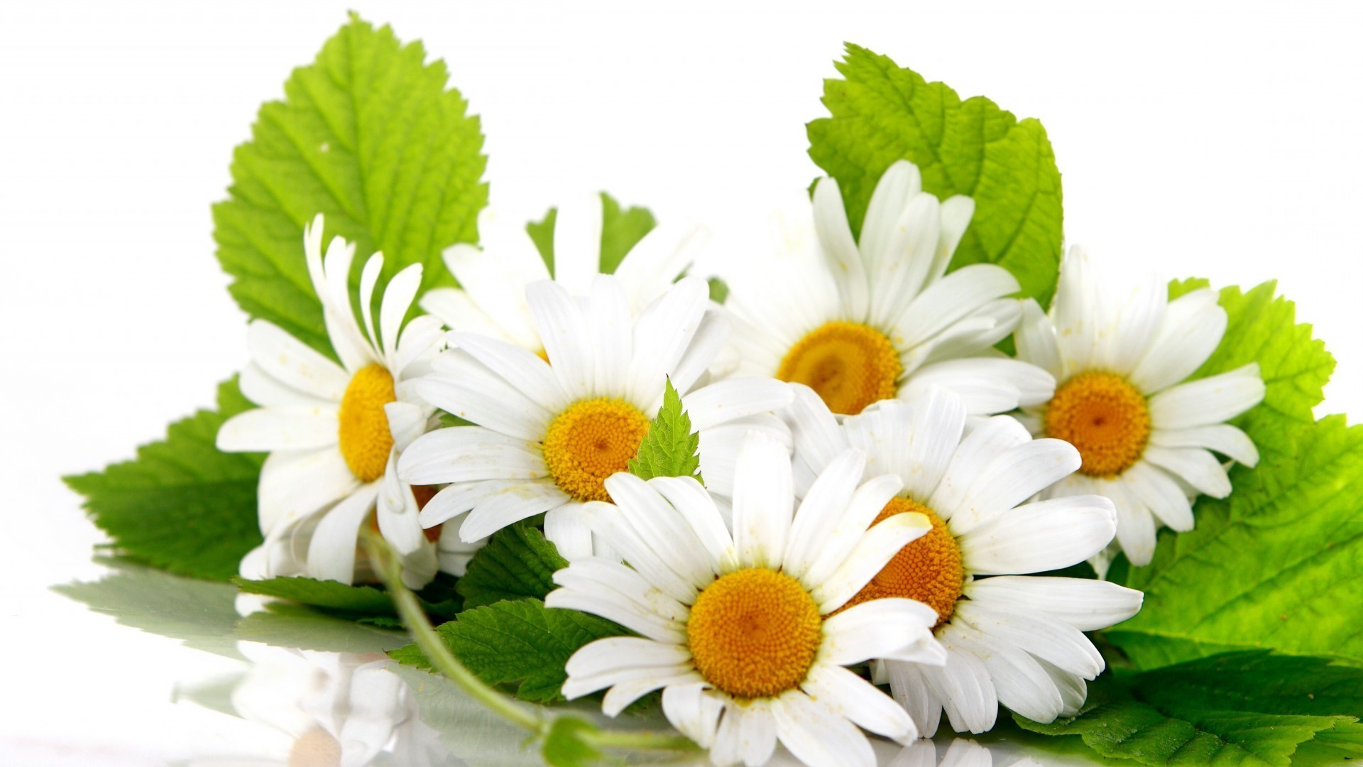 marguerites nature feuille flore été isolé fraîcheur fleur lumineux gros plan jardin couleur à base de plantes floral bureau croissance