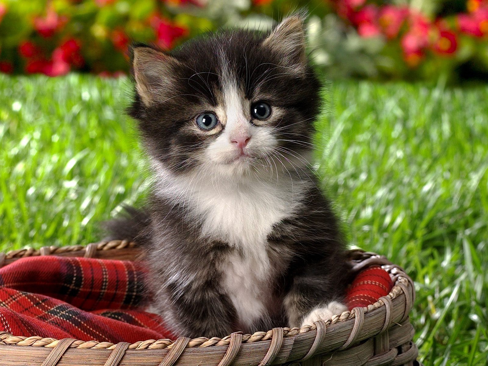 chat mignon panier chat jeune chaton peu fourrure domestique animal de compagnie enfant nature adorable s asseoir herbe mammifère animal portrait