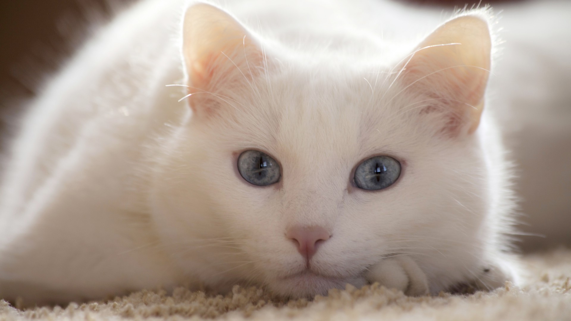 кот голубые глаза шерсть загрузить