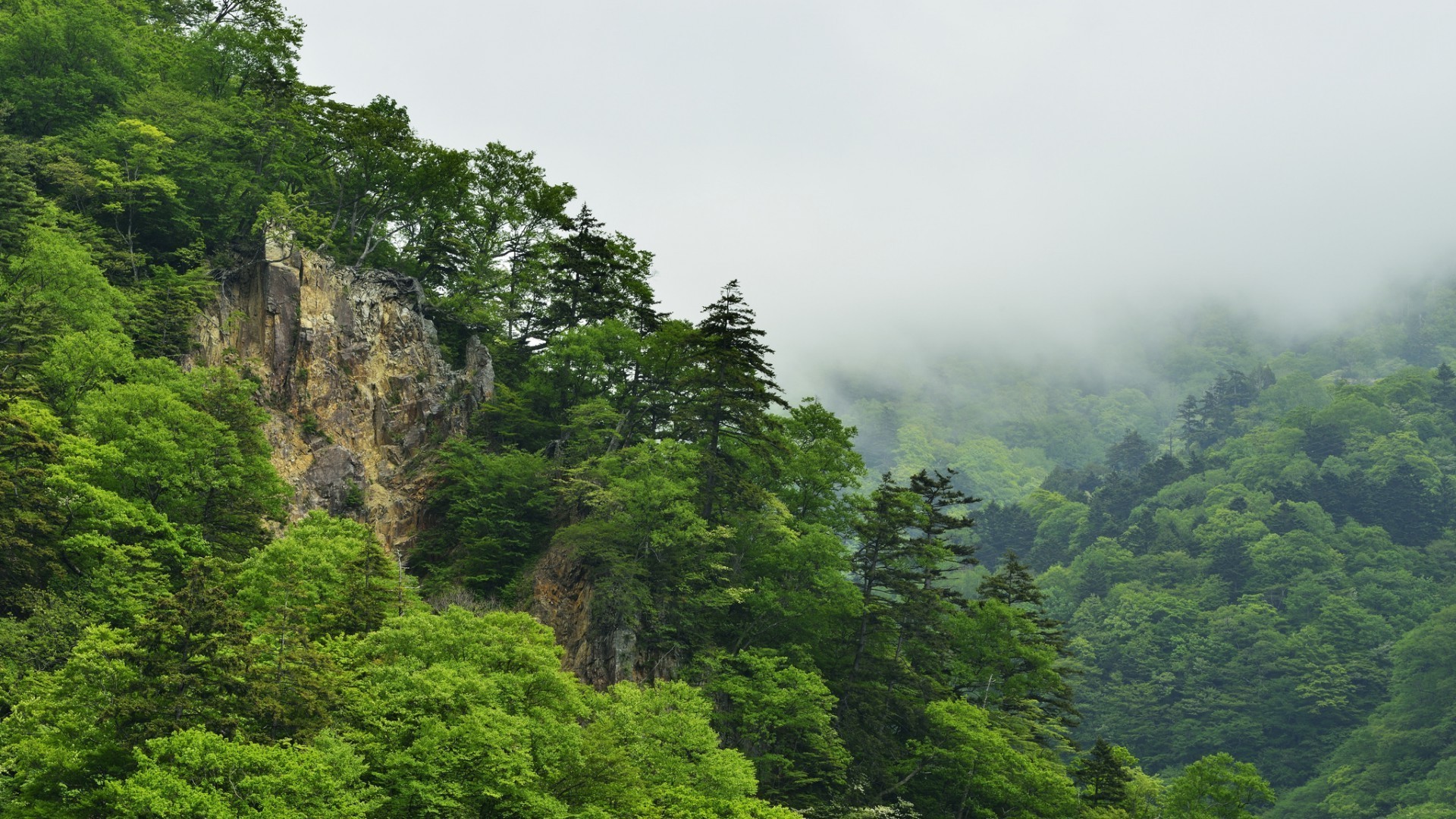 floresta natureza madeira árvore viagens paisagem montanhas ao ar livre folha floresta tropical verão exuberante colina névoa cênica água névoa céu