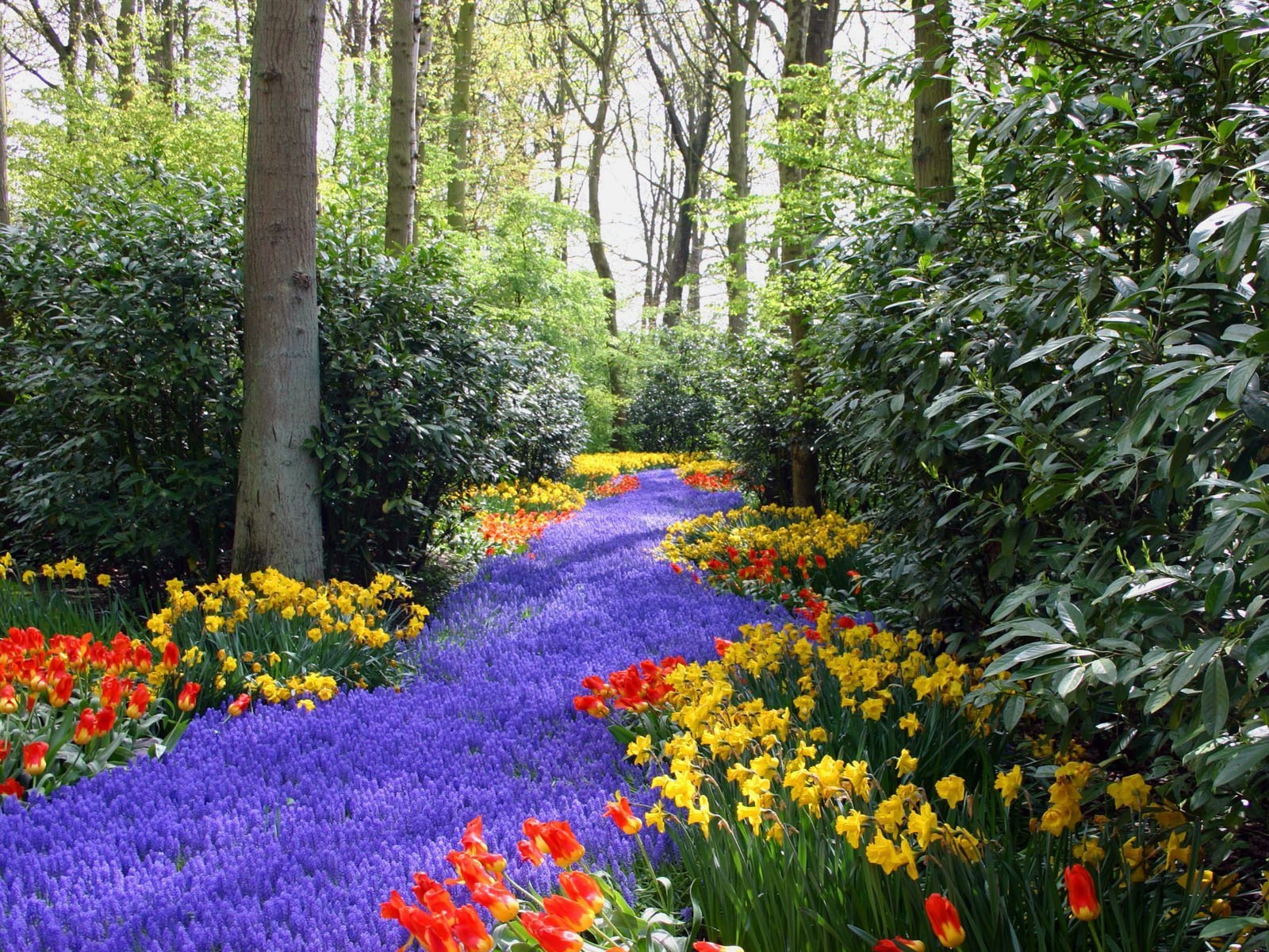 cenário flor jardim natureza parque folha flora temporada primavera paisagem tulipa verão ao ar livre árvore floral blooming grama crescimento narciso cor